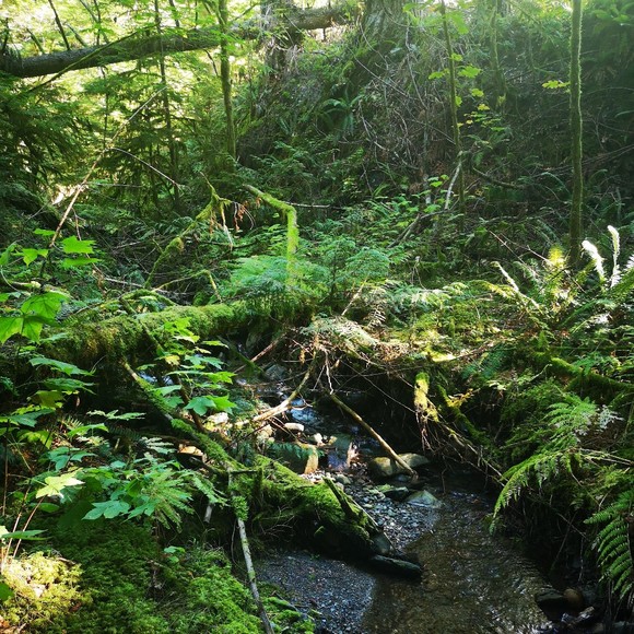 Meet your Posher, Alisha - Picture 1 of 1